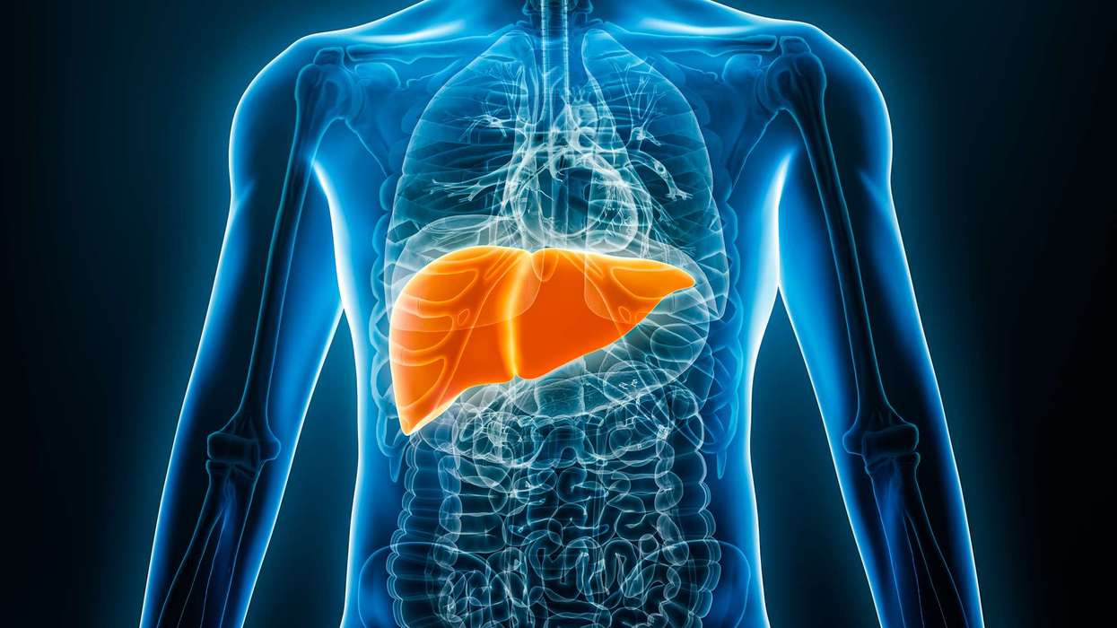 3D illustration of human liver