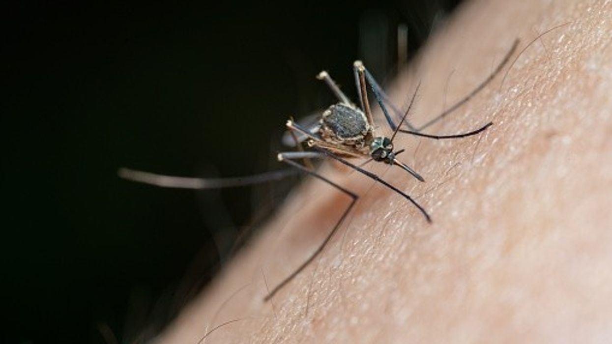 After US and EU, UK approves Bavarian Nordic’s chikungunya vaccine