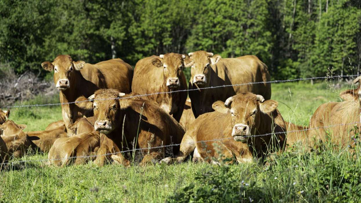 France detects first human Shamonda virus after patient dies