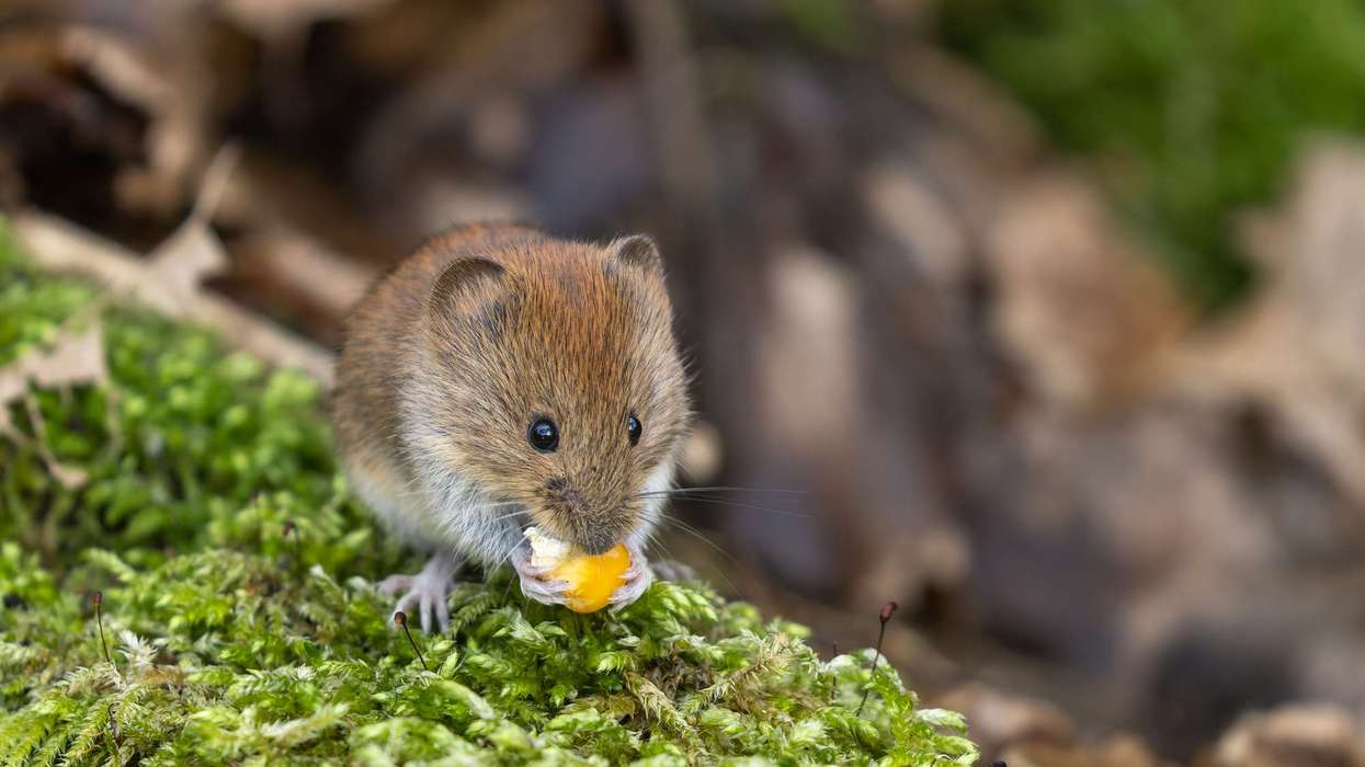 Hantavirus alert: Third UK citizen suspected of infection