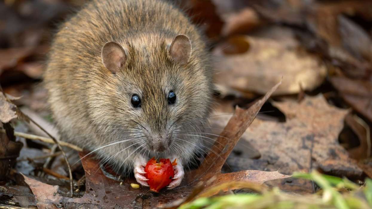 Hantavirus