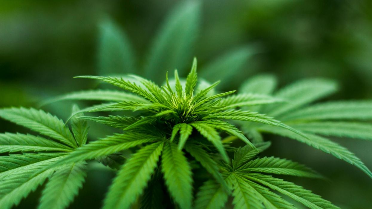 The Importance of Teaching the Facts About Cannabis