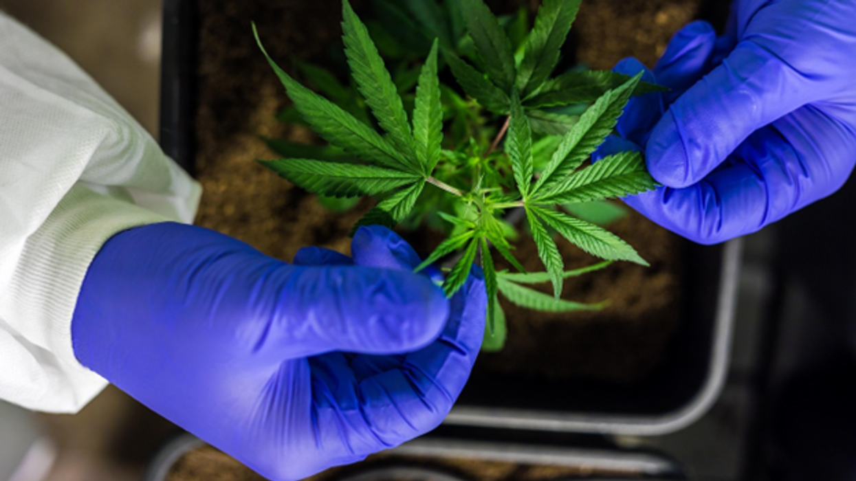 When to Consider Using THC for Performance or Recovery