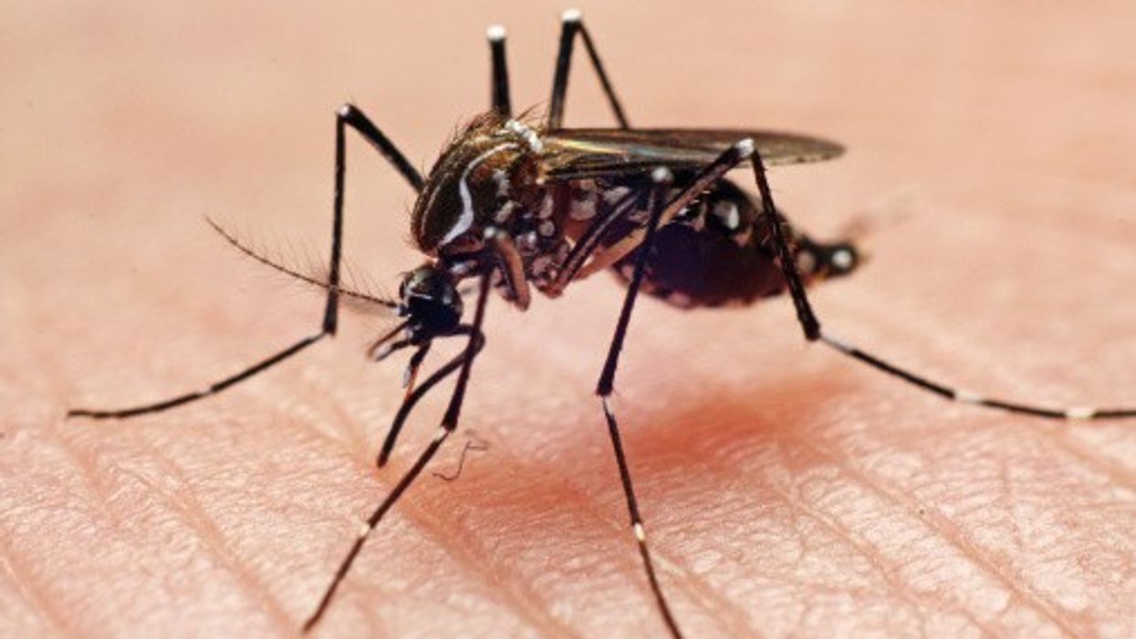 Imported dengue reach record high, warns UKSHA