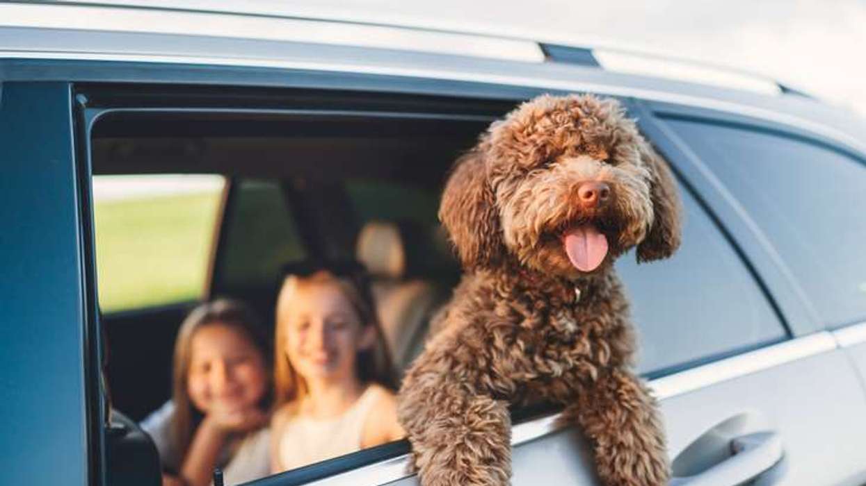 New EU rules for pet travel for British residents