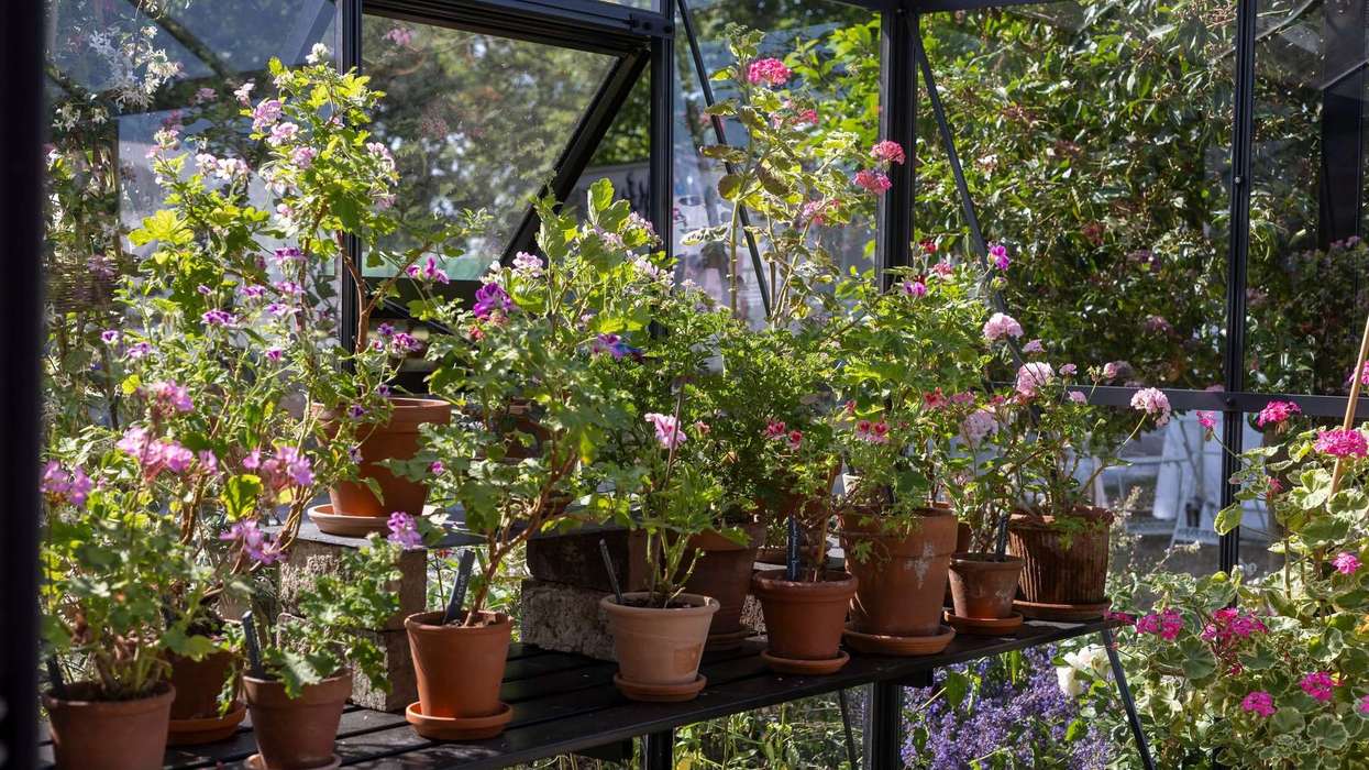 Olbas sponsors show garden at RHS Badminton