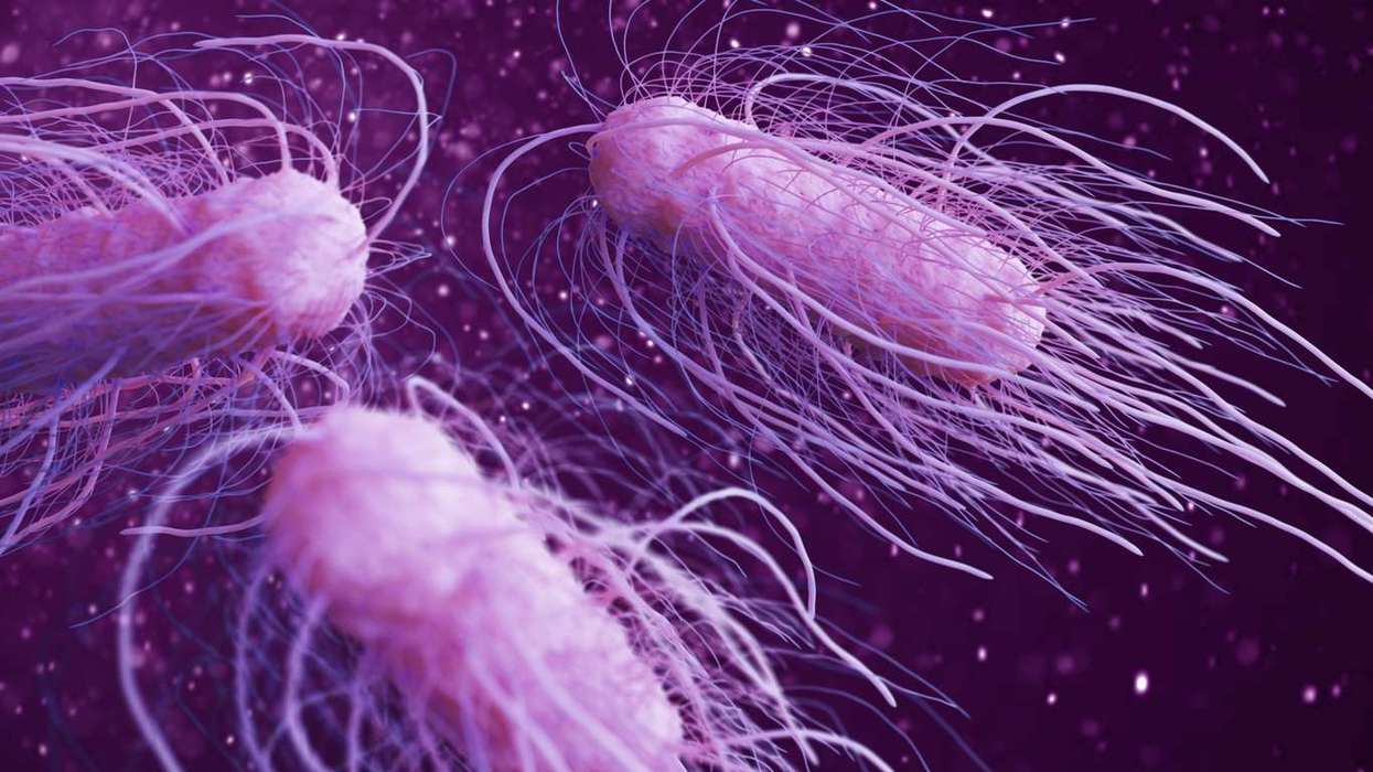 Salmonella cases highest in a decade UKHSA