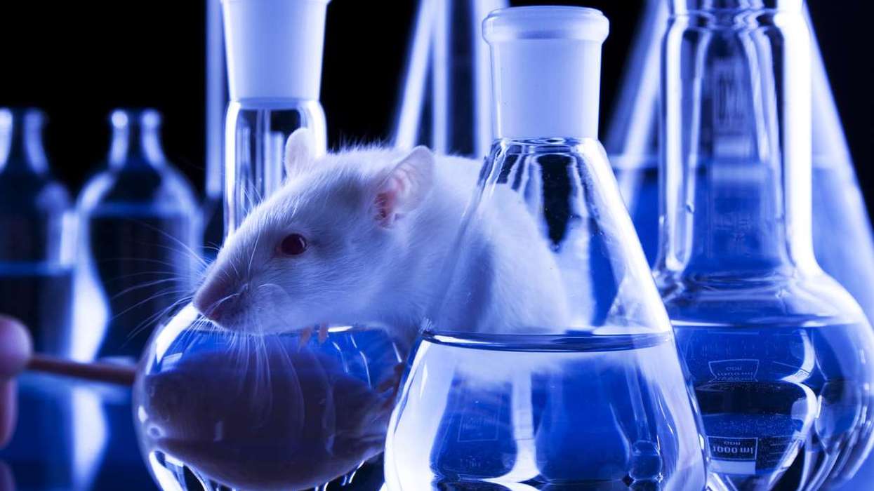 UK regulator pushes for non-animal testing methods