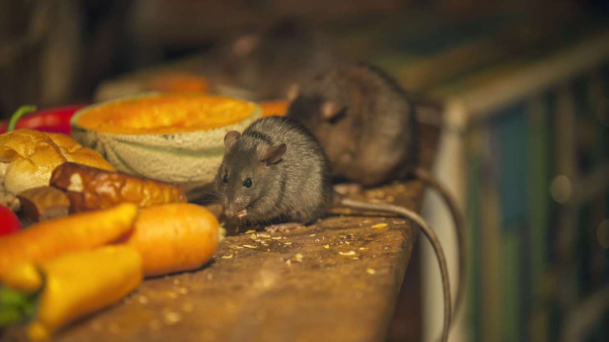 UKHSA Hantavirus update