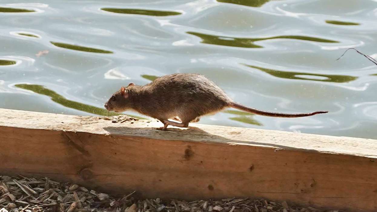 UKHSA to monitor health of hantavirus affected patients