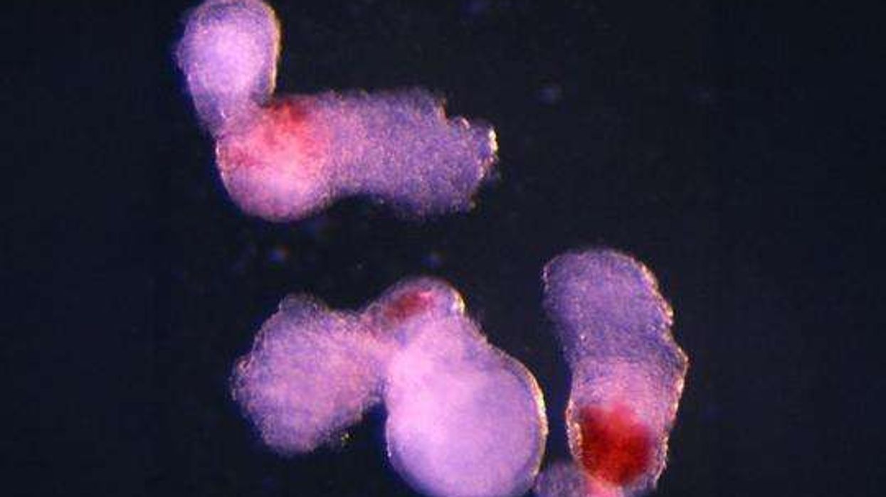 Researchers generate blood cells using lab-grown human embryo model